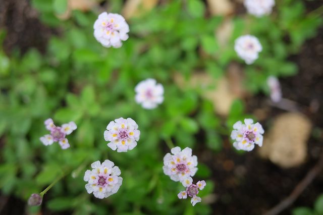 雑草は敵!?～グランドカバーで雑草との共存を～