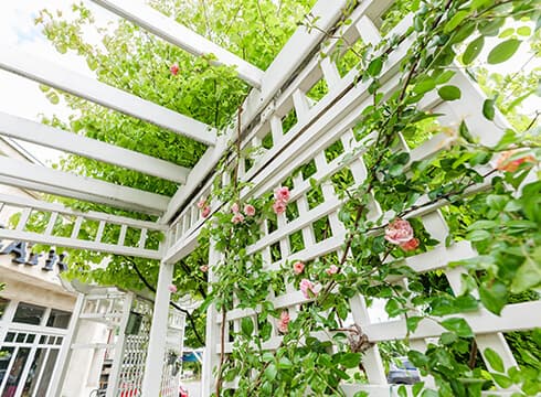 パーゴラに薔薇